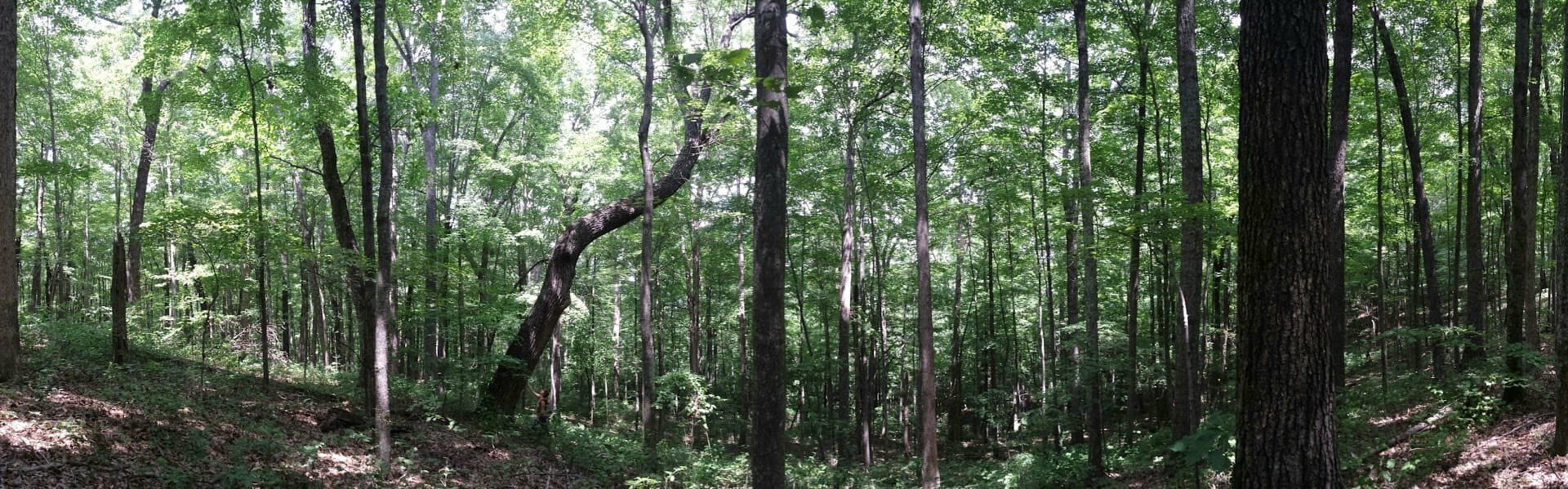 This is an example of forest in the Greenwood project that was approved for oak woodland management.
