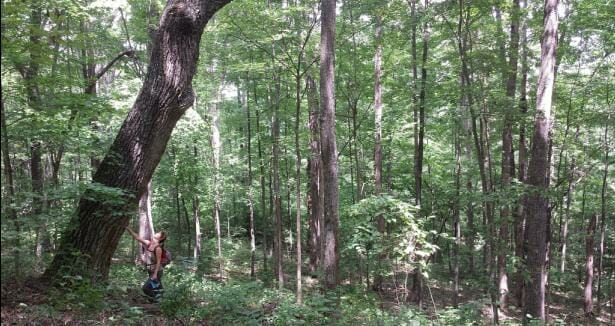 Large chestnut oak in proposed logging area.

