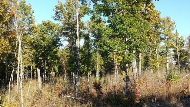 Woodland on Curt Pond Ridge resulting from wildfire, prescribed fire, and southern pine beetle. No logging needed!

