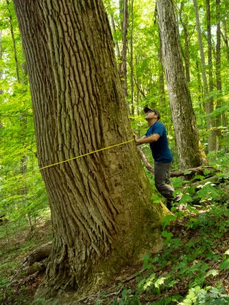 jim-measuring-large-poplar jim-measuring-large-poplar