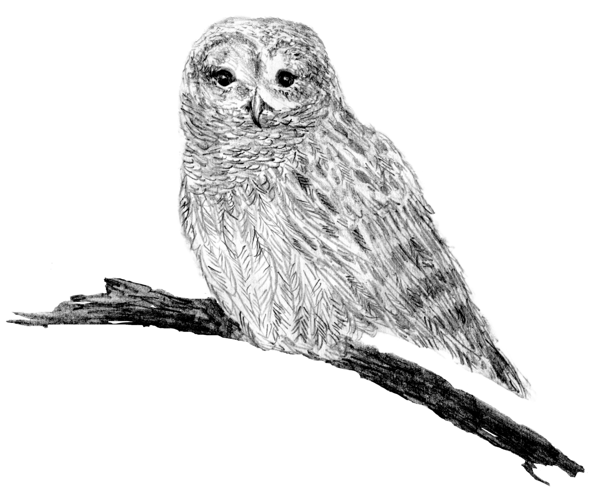 Owl_transparent Owl_transparent