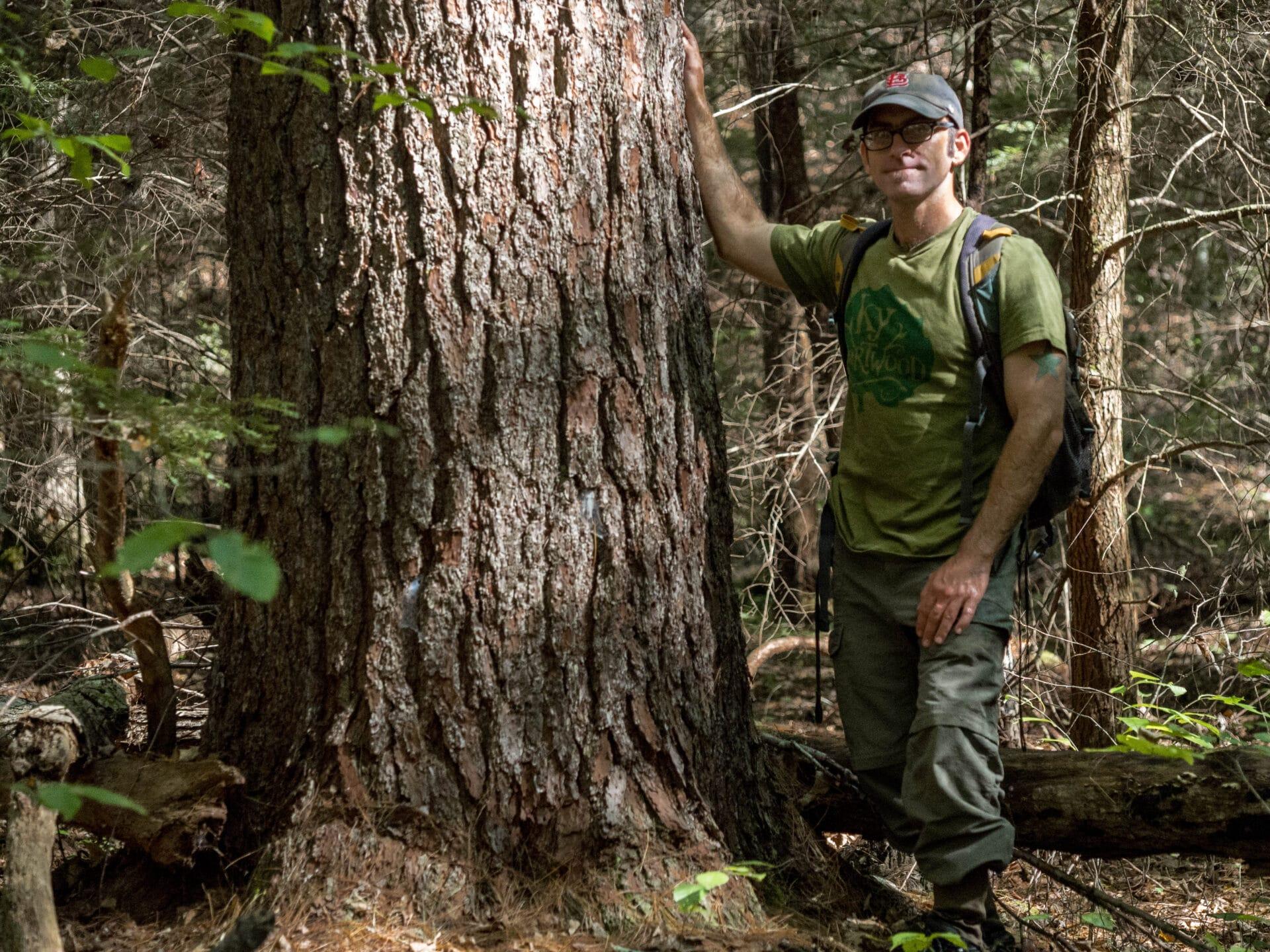Jim Scheff with giant pine near Blackwater