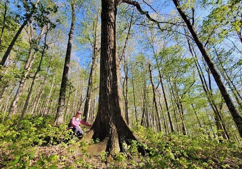 Tina with Old Growth White Oak