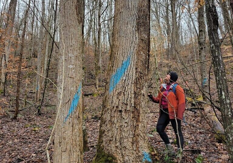 Trees marked for harvest with blue spray paint.