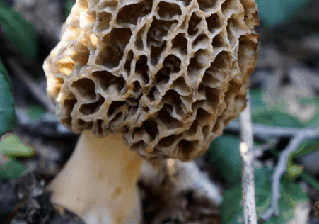 Morel Mushroom@2x