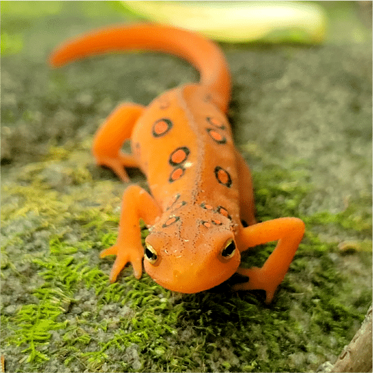 Salamander@2x