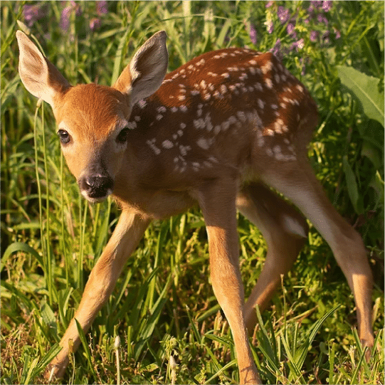 White Tail Deer Fawn@2x