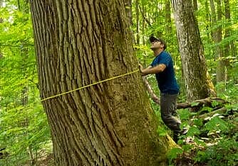 jim-measuring-large-poplar jim-measuring-large-poplar